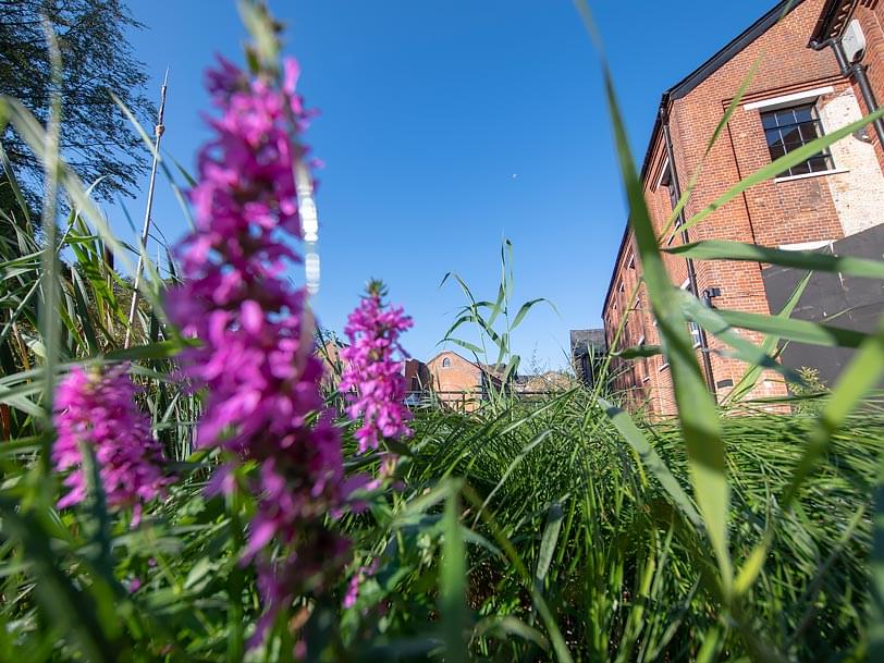 ecology & sustainability